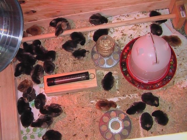 58800_brooder38chicks.jpg