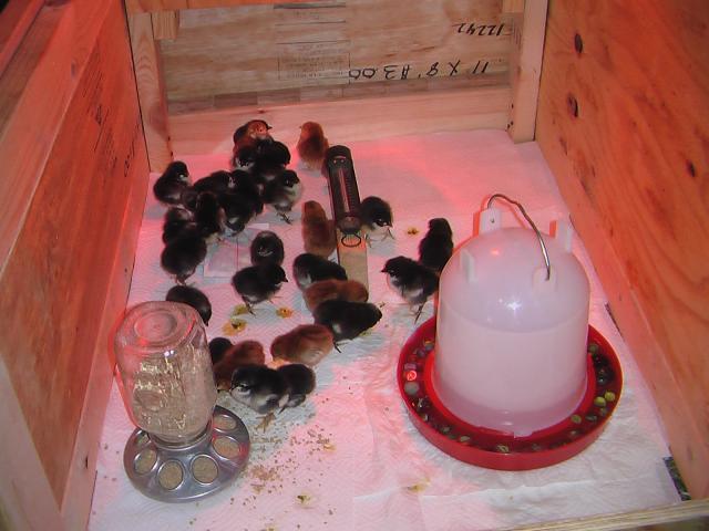 58800_brooderchicks.jpg