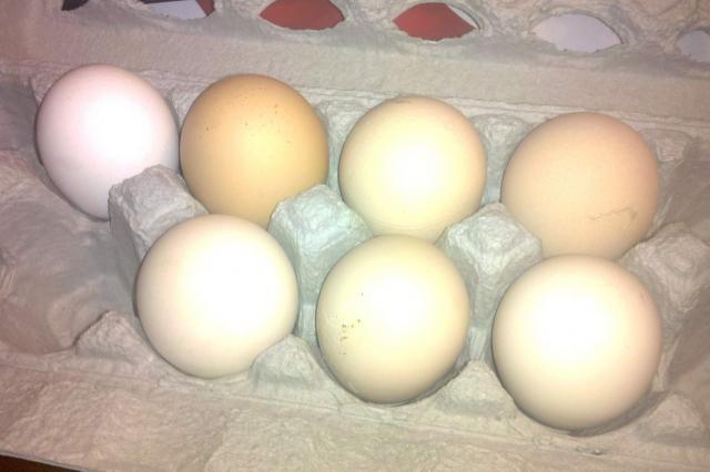 58844_6-22eggs1.jpg