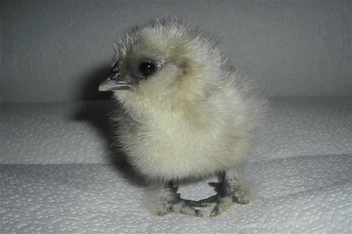 58844_babysizzle1_small.jpg