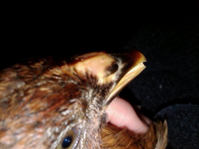 58861_dhiis_beak.jpg