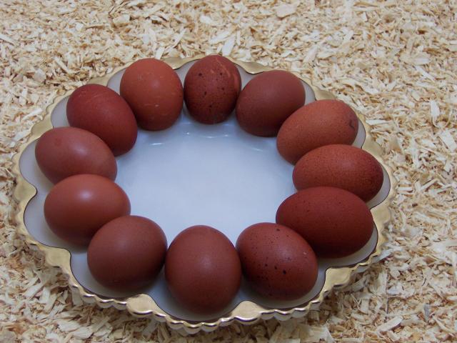 58909_chickens_001.jpg