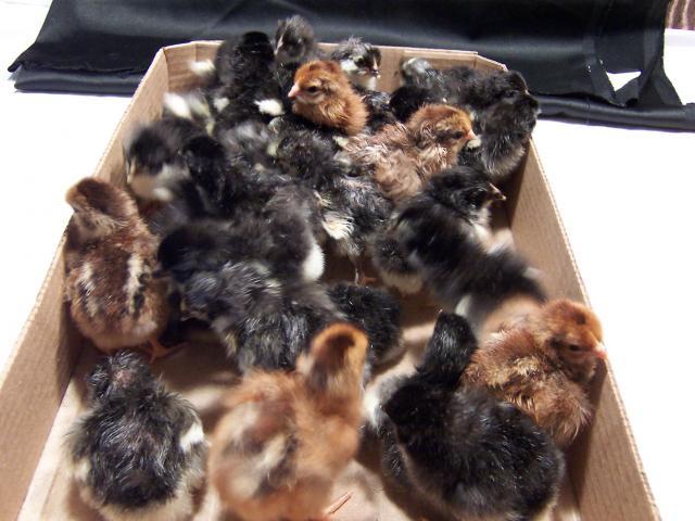 58909_chicks_001.jpg