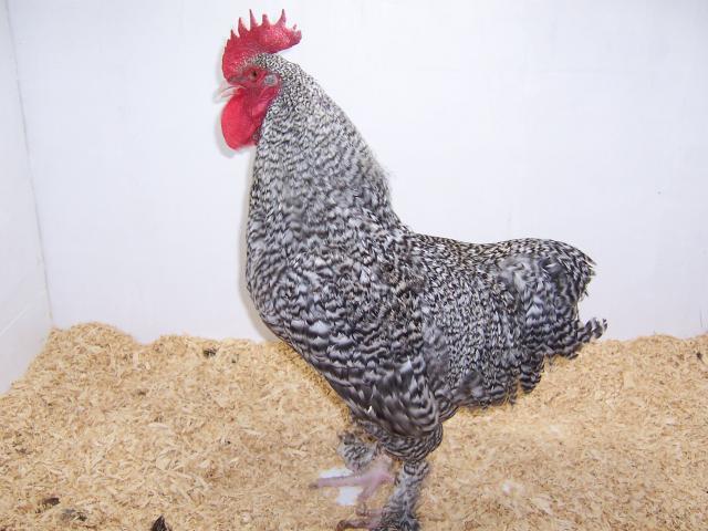58909_cuckoo_cock_003.jpg