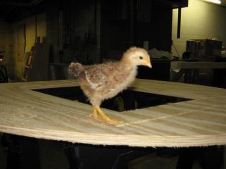 58913_chick.jpg