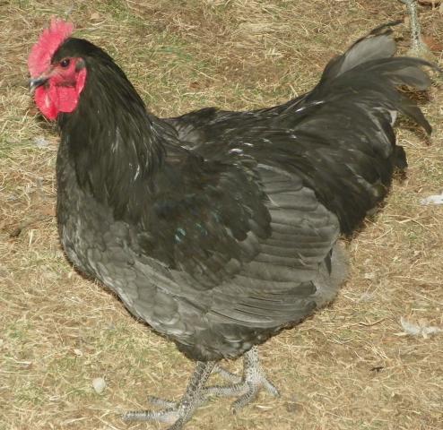 58919_gusgus.jpg
