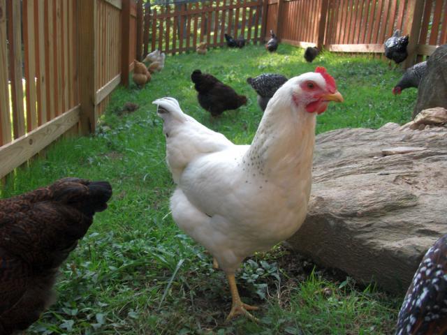 58941_19_week_elizabeak.jpg