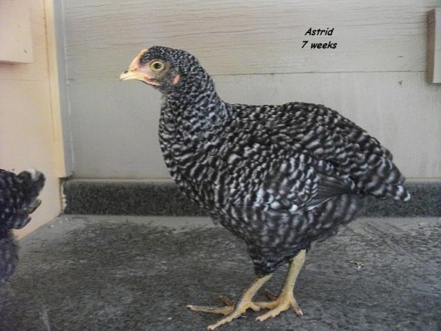 58941_astrid_7_weeks.jpg