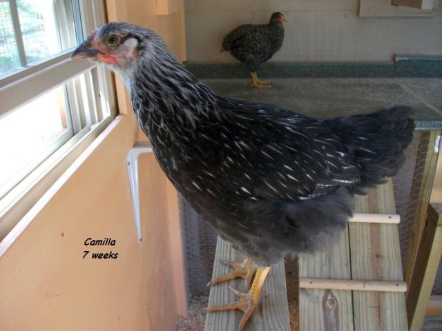 58941_camilla_7_weeks_2.jpg