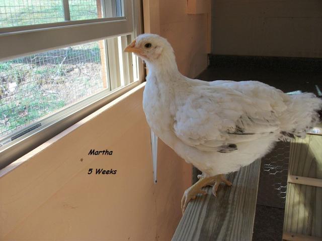 58941_elizabeak_5_weeks.jpg