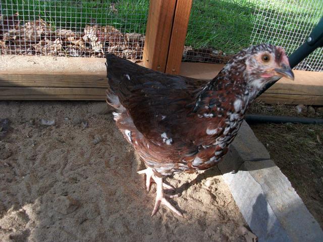 north carolina mountain chicken pics 10weeks backyard chickens mountain chicken size