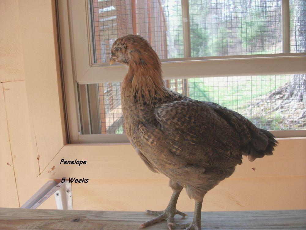 58941_penelope_5_wks_2.jpg