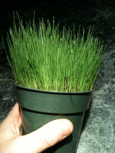 58960_annual_rye_grass.jpg