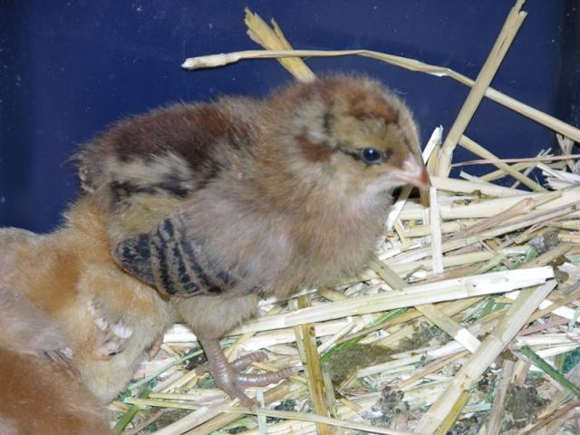 58980_peep2_small.jpg
