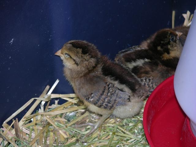 58980_peep_small.jpg