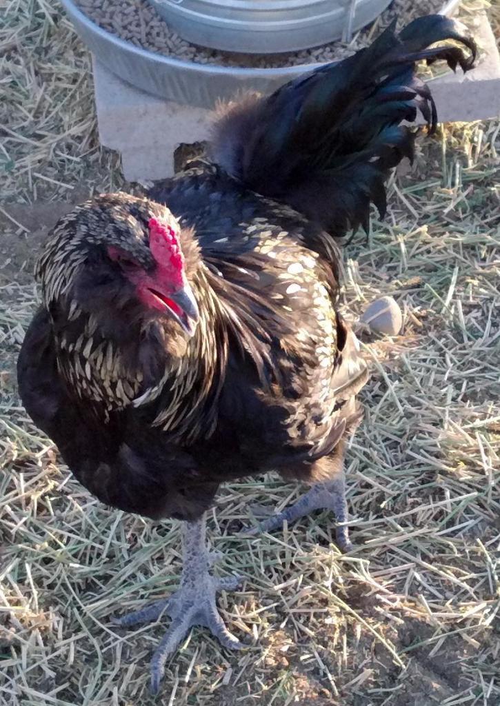 58980_rooster.jpg