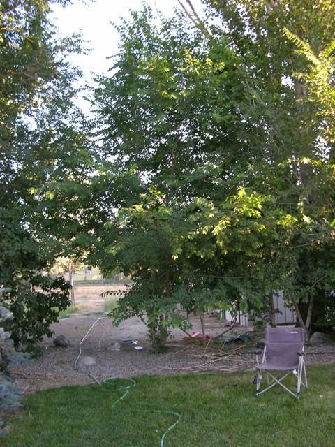 58980_siberianelm_small.jpg