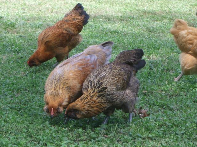 59038_chickens_005.jpg
