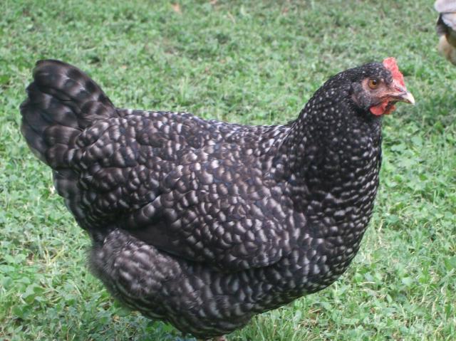 59038_chickens_007.jpg