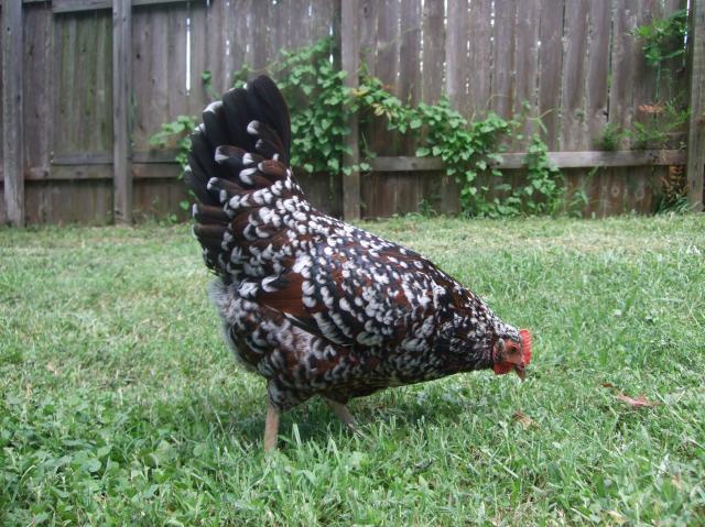 59038_chickens_009.jpg