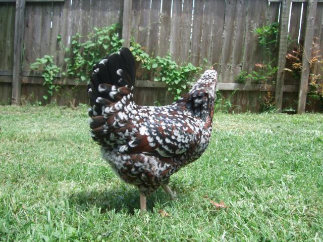 59038_chickens_010.jpg