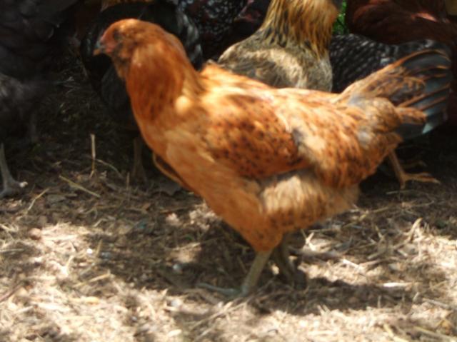 59038_dscf0929.jpg
