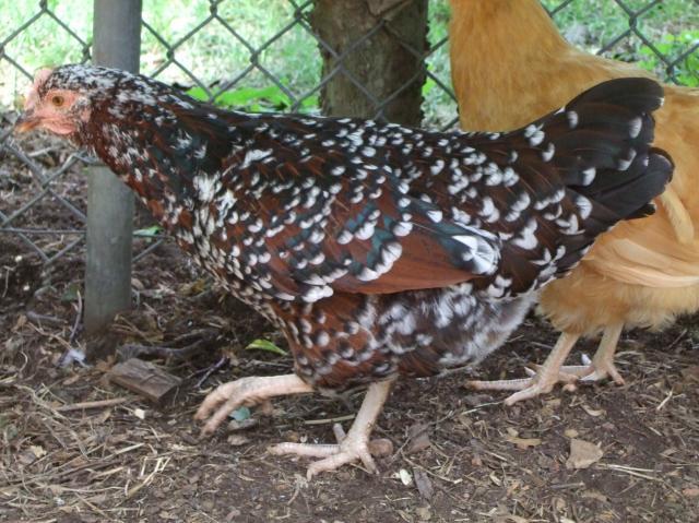 59038_dscf0940.jpg