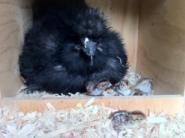 59038_quail1.jpeg