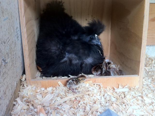 59038_quail_2.jpeg