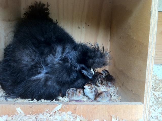 59038_quail_3.jpeg