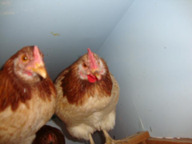 59054_dsc02075.jpg