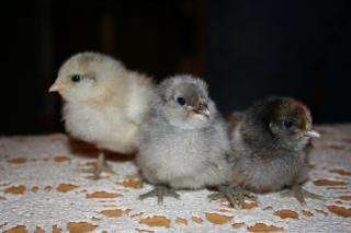 59074_babychicks2ndhatch_009.jpg