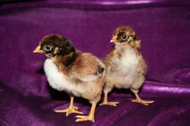59074_easterand_chicks_044.jpg