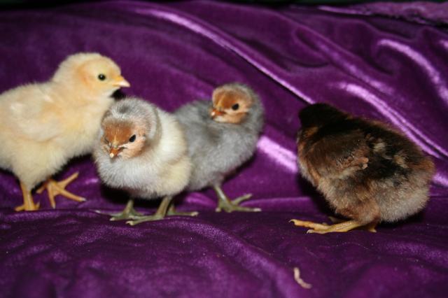 59074_easterand_chicks_054.jpg