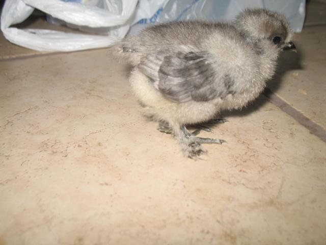 59089_005babychick.jpg