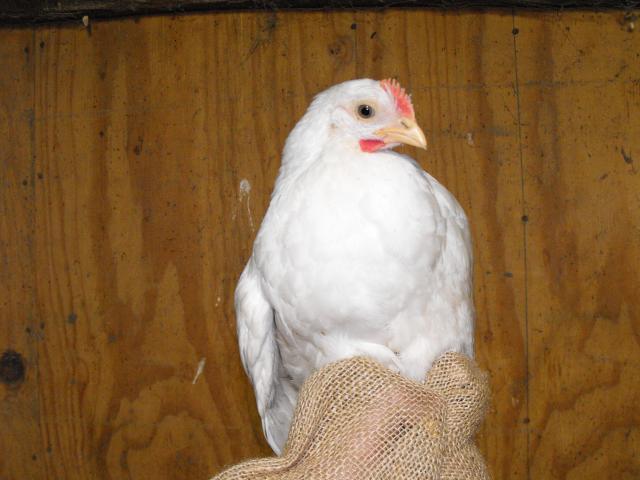 59100_dscf1196.jpg