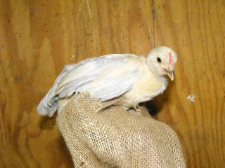 59100_dscf1215.jpg