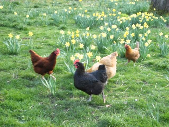 59103_chickens_and_daffodils.jpg