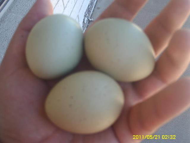 59116_pict0048.jpg