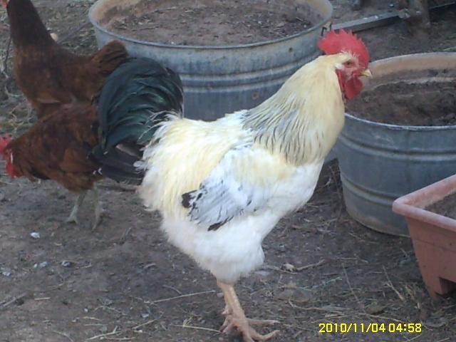 59116_pict0091.jpg