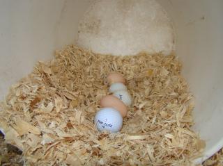 59144_1st_eggs_92810_001.jpg