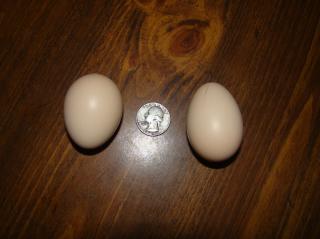 59144_1st_eggs_92810_003.jpg