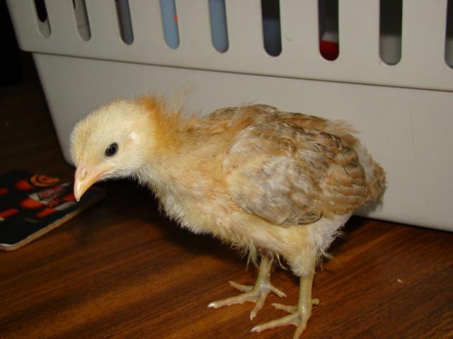 59144_chicks2010_010.jpg