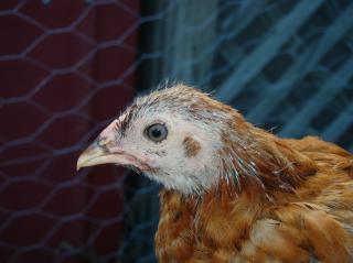 59144_chicks2010_041.jpg
