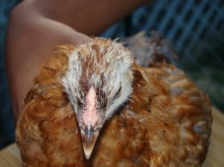 59144_chicks2010_043.jpg