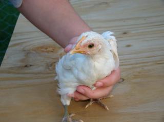 59144_chicks2010_047.jpg