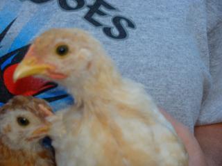 59144_chicks2010_054.jpg