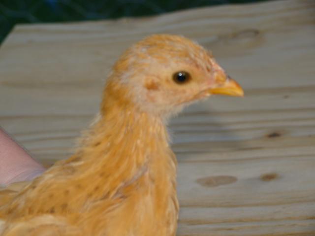 59144_chicks2010_055.jpg