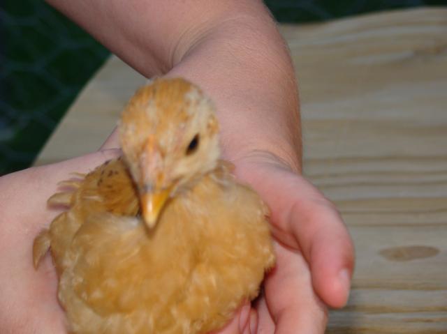 59144_chicks2010_056.jpg