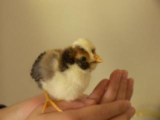 59148_chick.jpg